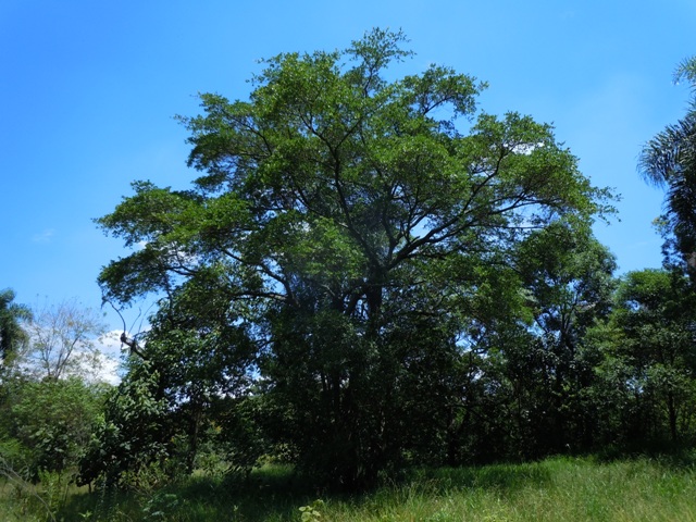 Uma imponente figueira-brava da Mata Atlântica, uma Ficus organensis, da mesma espécie da Figueira-das-Lágrimas e da Figueira do Largo da Memória