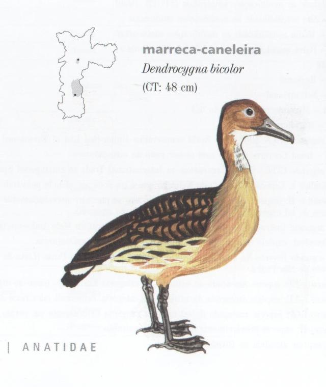 Desenho da marreca-caneleira, uma ave do tamanho de um pato doméstico. Fonte livro Fauna Silvestre
