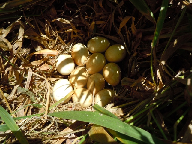 Ninho com 11 ovos que a marreca-caneleira está chocando na área