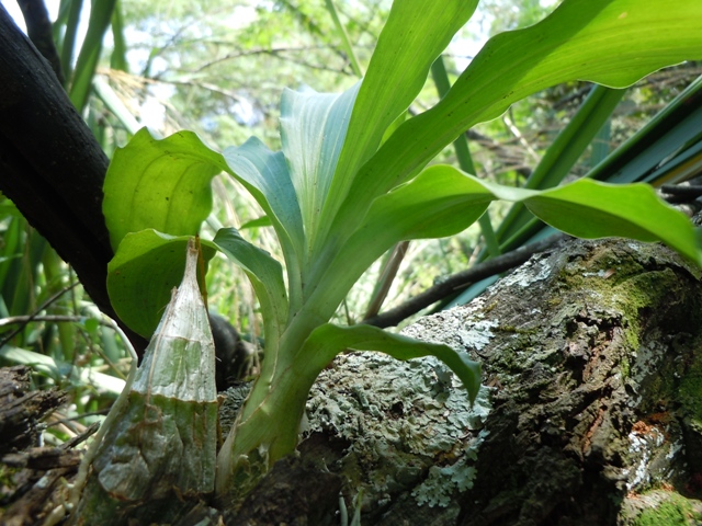 Uma surpresa: orquídea nativa das antigas florestas do Rio Pinheiros. A árvore onde ela está já tem uma demarcação com um número suspeito.